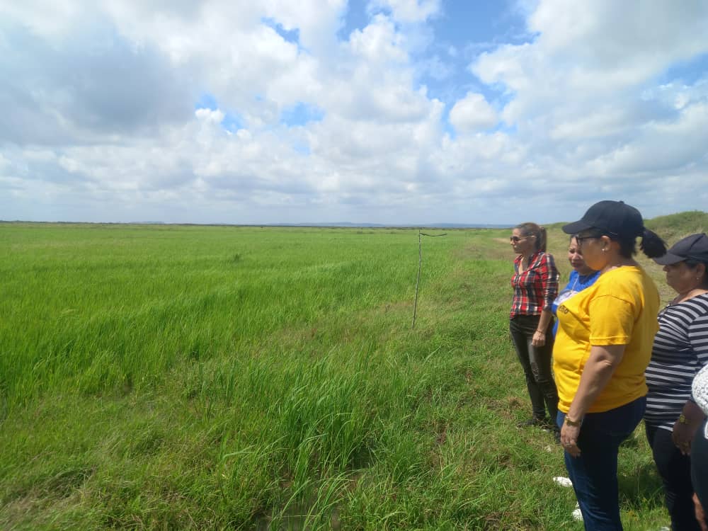 Villa Clara por incrementar la siembra y producción de arroz