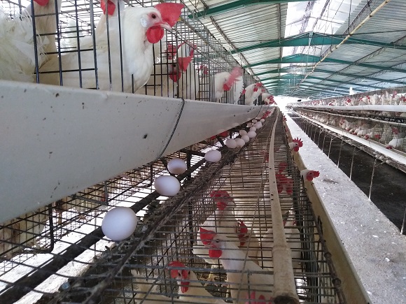 Restablecen en Villa Clara distribución de huevos de la canasta básica