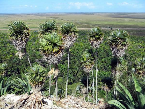Espléndida en su centenario la Palmita de Jumagua
