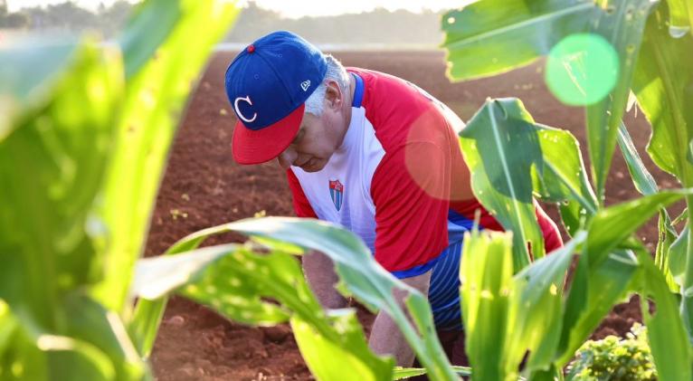 Participa Díaz-Canel en trabajo voluntario masivo en Cuba 