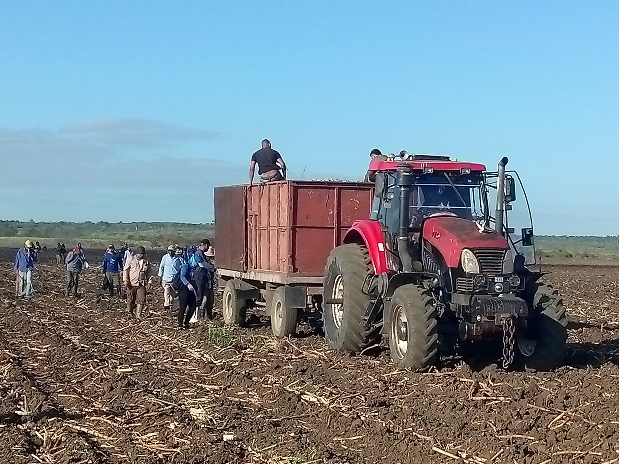 Otro domingo a pie de surco en Villa Clara 