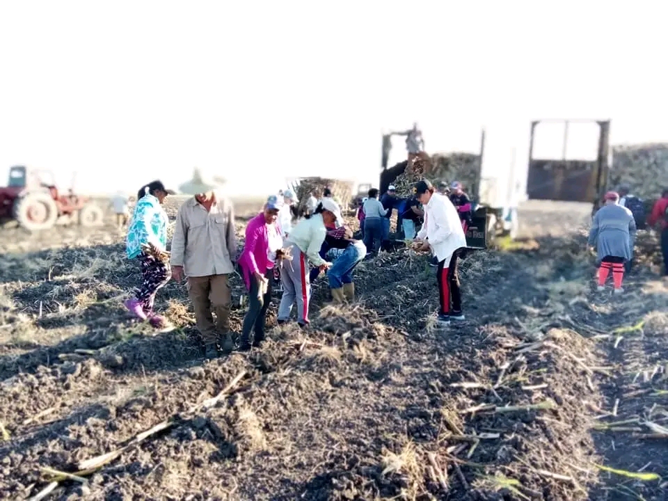 Jornada de siembra de caña en saludo al Primero de Mayo