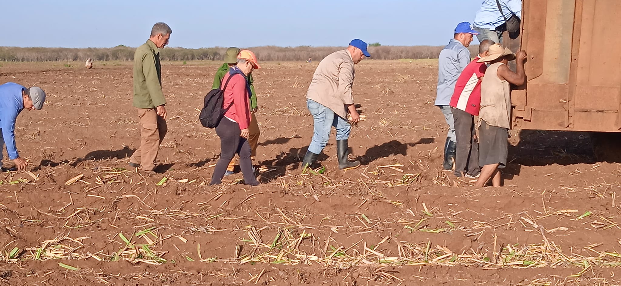 3 Provechosa  jornada voluntaria de siembra de caña en Villa Clara