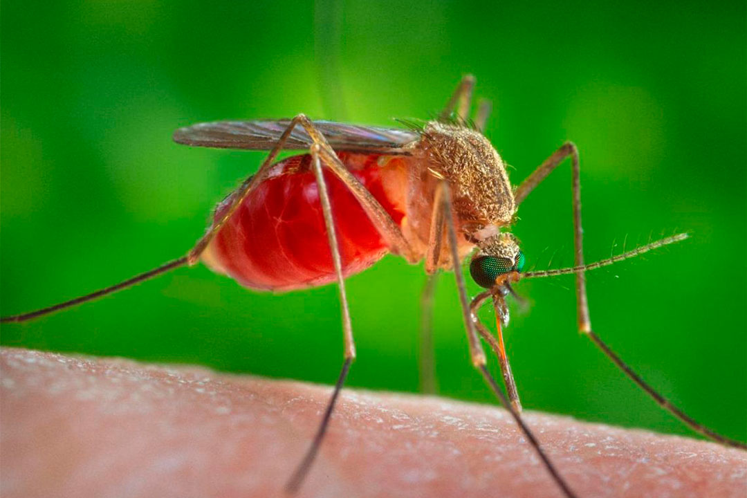  Villa Clara no reporta, hasta el momento, casos del virus de Oropouche