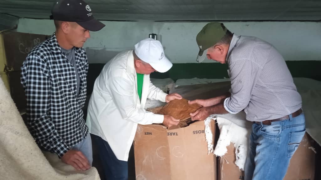 Los Cuéllar de Placetas, productores de tabaco comprometidos con la tierra