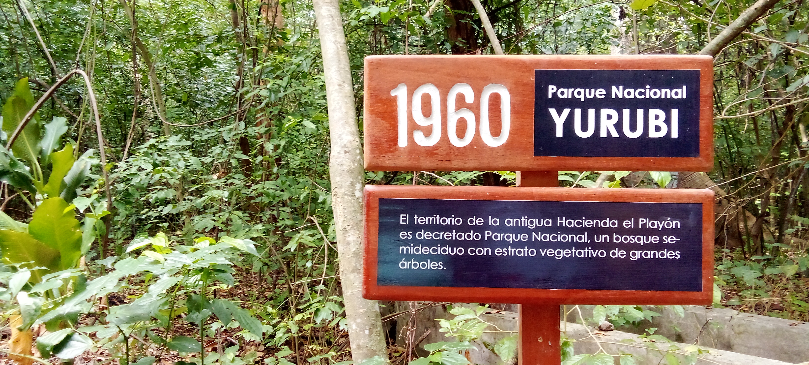 Día Mundial del Medio Ambiente, un recorrido por el Parque Nacional Yurubí
