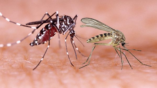 Alerta Minsap sobre presencia del virus de Oropouche áreas de Salud de San Juan de los Yeras, municipio de Ranchuelo