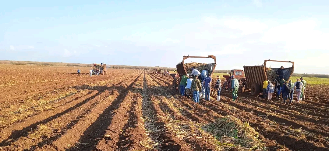 Siembra de caña, el reto de lo agro azucareros villaclareños