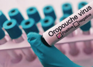 Publican especialistas cubanos nuevo sitio web dedicado a la fiebre de Oropouche