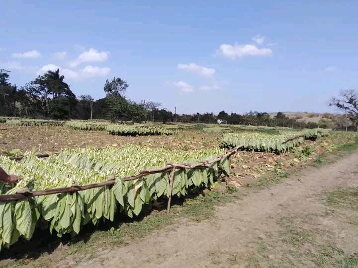 Nuevos incentivos para producir más tabaco en Villa Clara