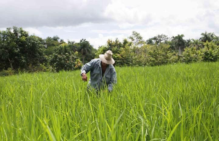 Apuesta Villa Clara por producción arrocera endógena