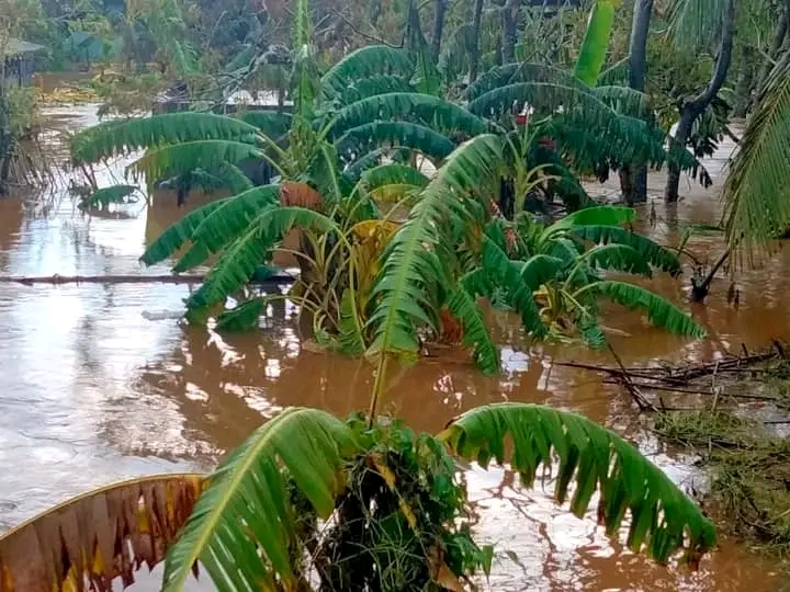 ¿Qué representan las intensas lluvias para el sector agrícola?