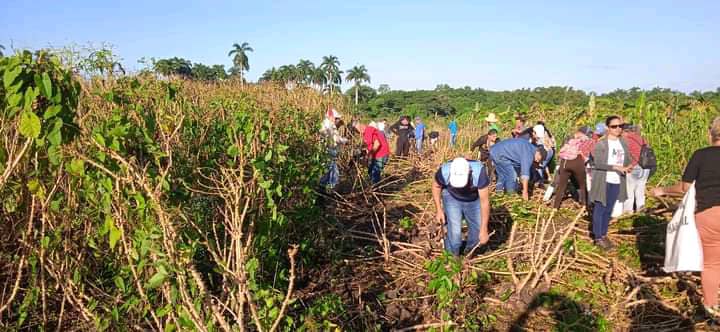 Saludan jóvenes villaclareños Día Internacional del Estudiante con jornada de trabajo voluntario 