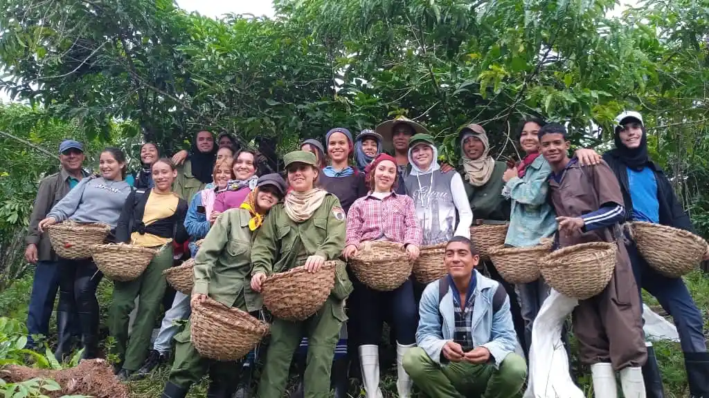 Apoyan estudiantes de la Escuela Militar Camilo Cienfuegos de Villa Clara la recogida de café en las montañas del Escambray.
