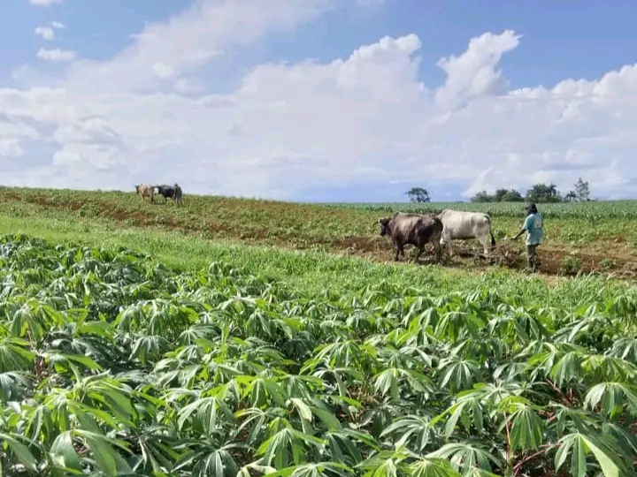 2024: un año difícil para la agricultura  