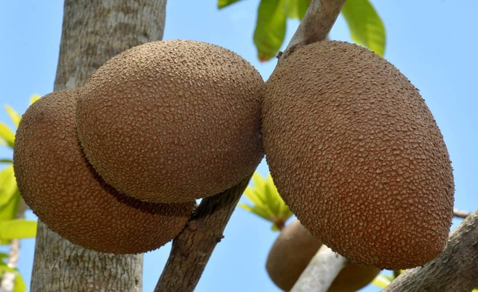 Agricultura ecológica en el centro de Cuba