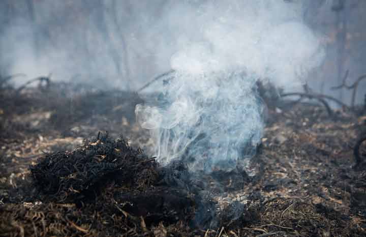 Controlan incendio forestal en Pinar del Río