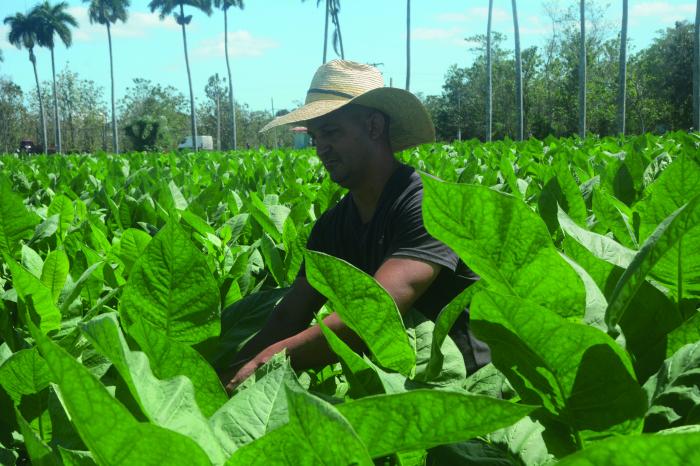 Cuba recupera su producción de tabaco torcido para la exportación