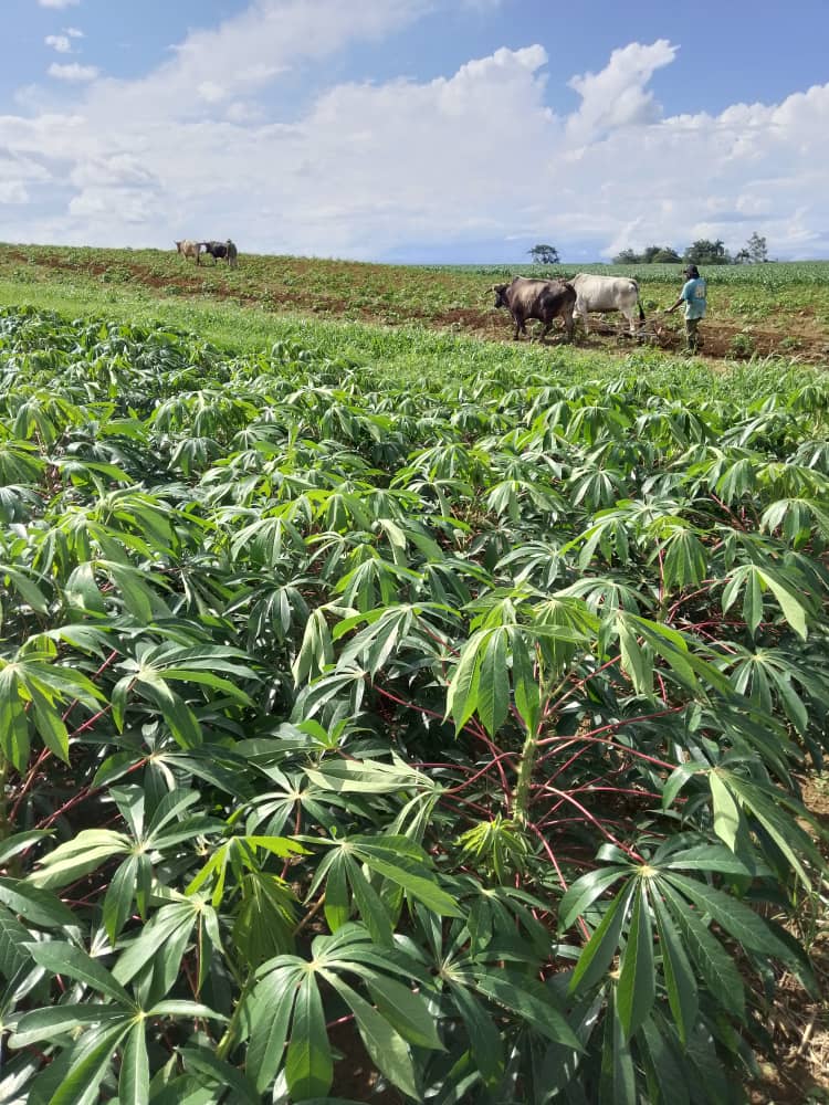 En la agricultura cubana sobran los diagnósticos
