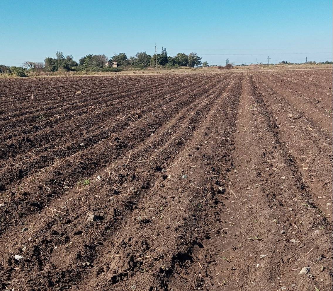 Cumplen agricultores de Villa Clara plan de siembra de primavera