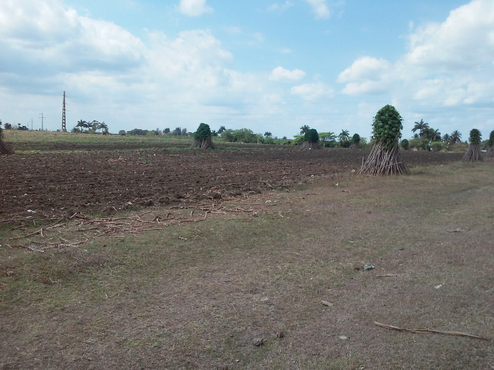 Cumplen agricultores de Villa Clara plan de siembra de primavera
