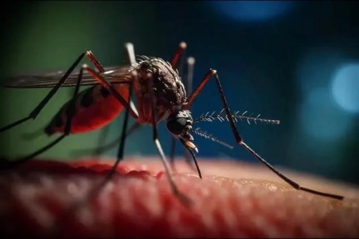 Expertos informaron sobre evolución de arbovirus en Cuba