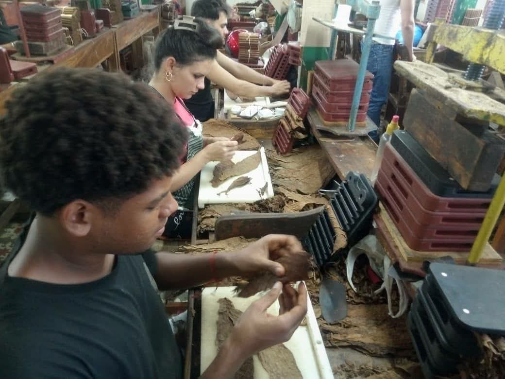 UEB de Tabaco Torcido en Encrucijada sobrecumple sus planes productivos