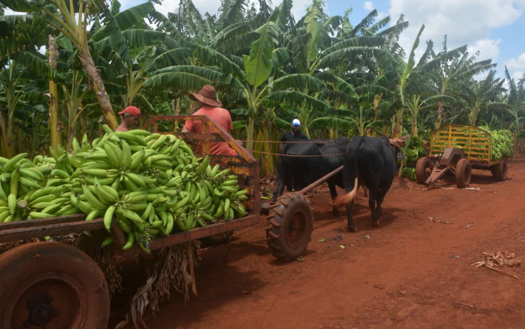 Villa Clara conjugó el valor y el amor