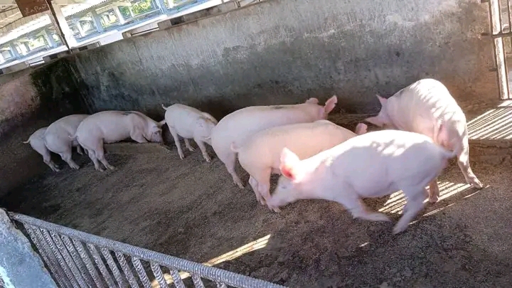 1736717796562 Recorre gobernadora villaclareña feria agropecuaria en Camajuaní