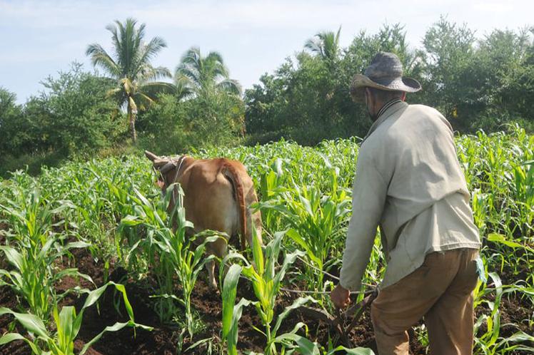 Potencian desarrollo de proyectos agroalimentarios