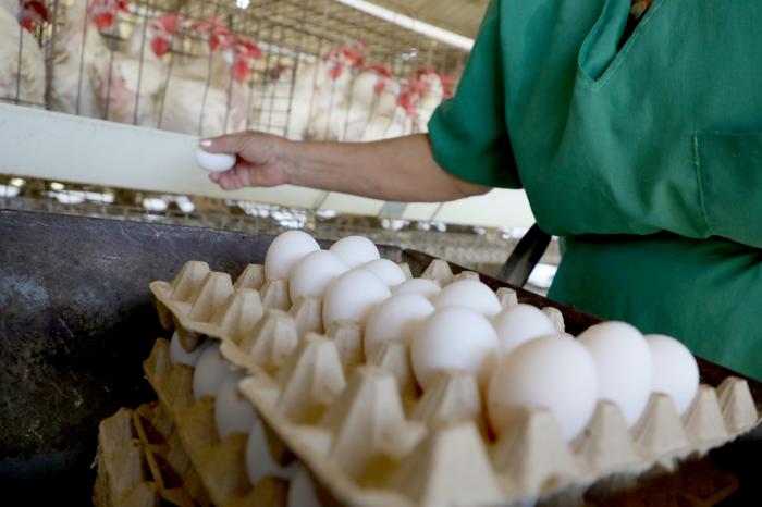 ¿Se podrá comprar huevos, algún día, a precios asequibles?