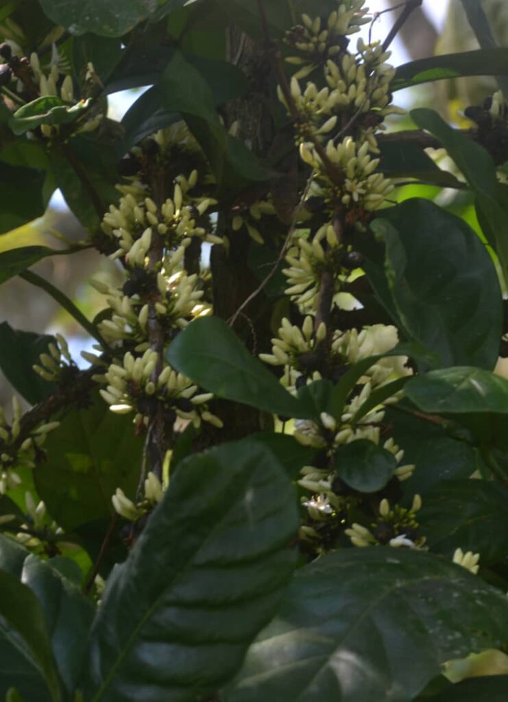 Estación Agroforestal de Jibacoa: ciencia y café desde las montañas de Villa Clara