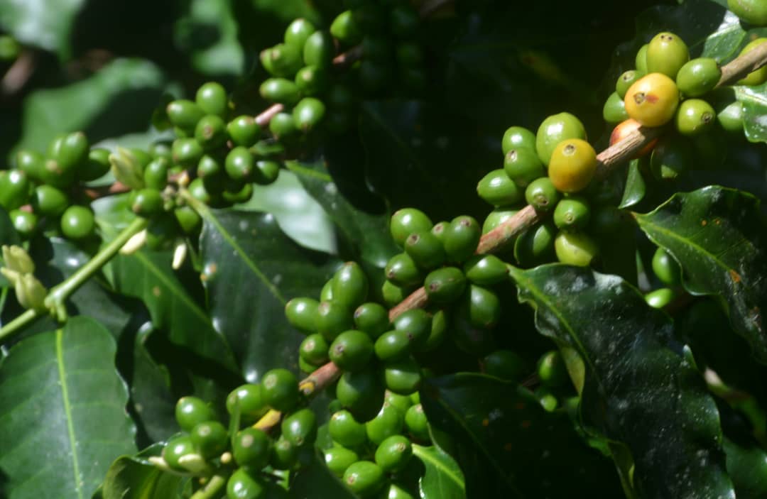Estación Agroforestal de Jibacoa: ciencia y café desde las montañas de Villa Clara