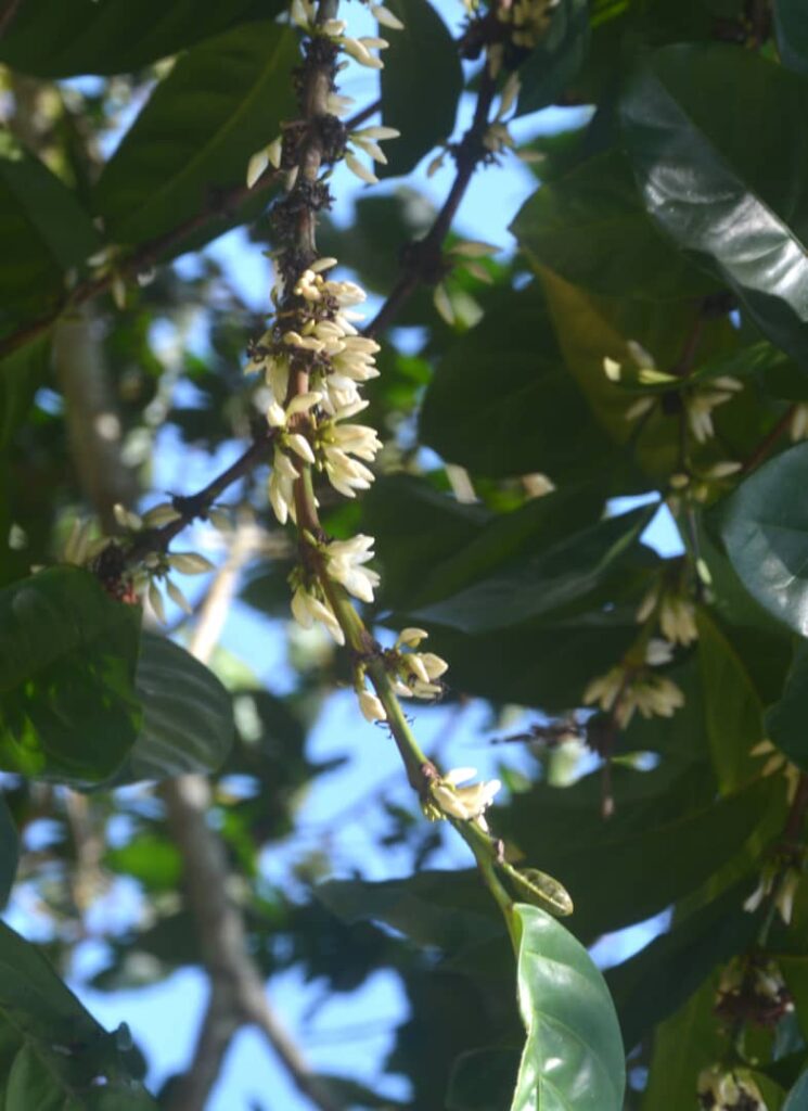 Estación Agroforestal de Jibacoa: ciencia y café desde las montañas de Villa Clara