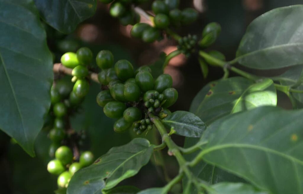 Estación Agroforestal de Jibacoa: ciencia y café desde las montañas de Villa Clara