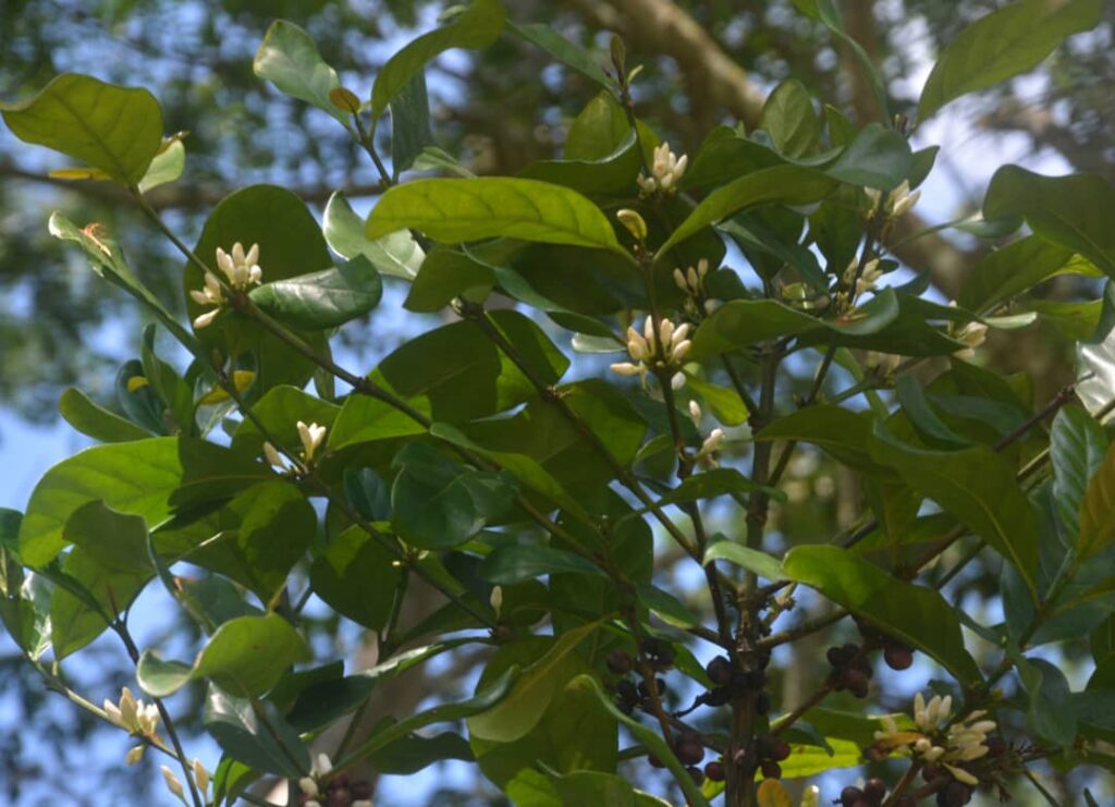 Estación Agroforestal de Jibacoa: ciencia y café desde las montañas de Villa Clara