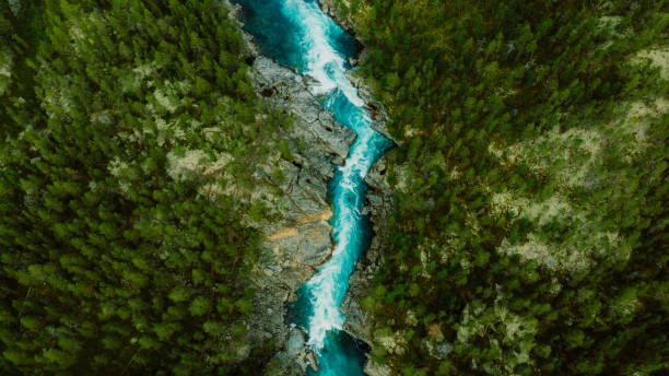 Día mundial del medio ambiente, un canto a la vida