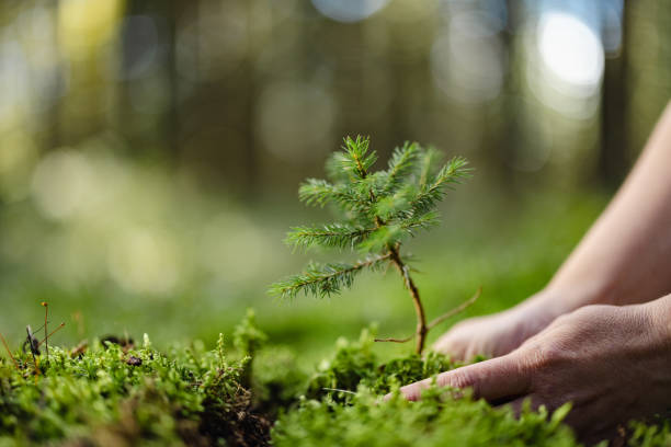 Día mundial del medio ambiente, un canto a la vida