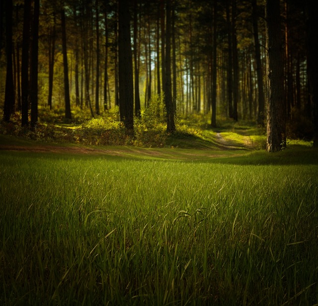 Día mundial del medio ambiente, un canto a la vida