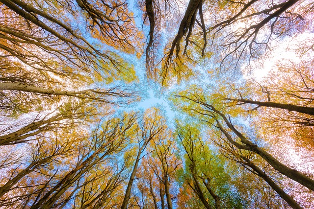Día mundial del medio ambiente, un canto a la vida