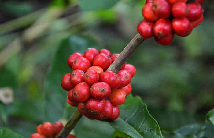 Villa Clara por la producción de café con base científica