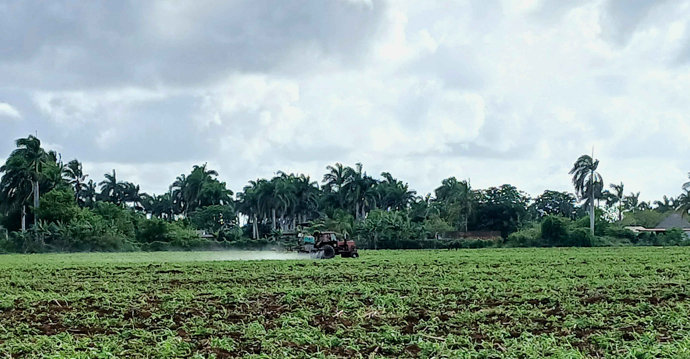 Inicia siembra de caña de campaña de primavera en Quemado de Güines