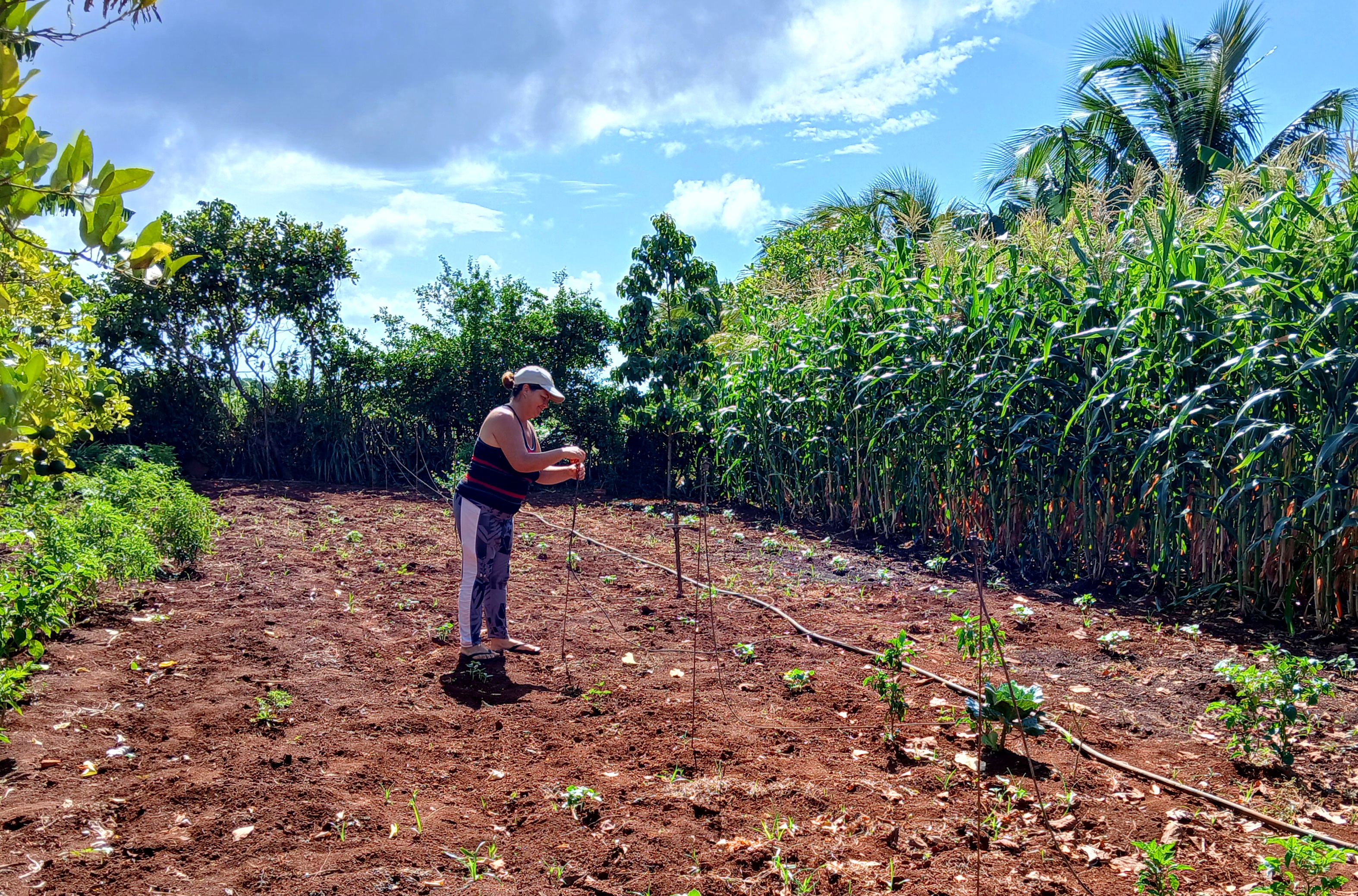 Apuestan en Quemado de Güines por la agricultura urbana, suburbana y familiar
