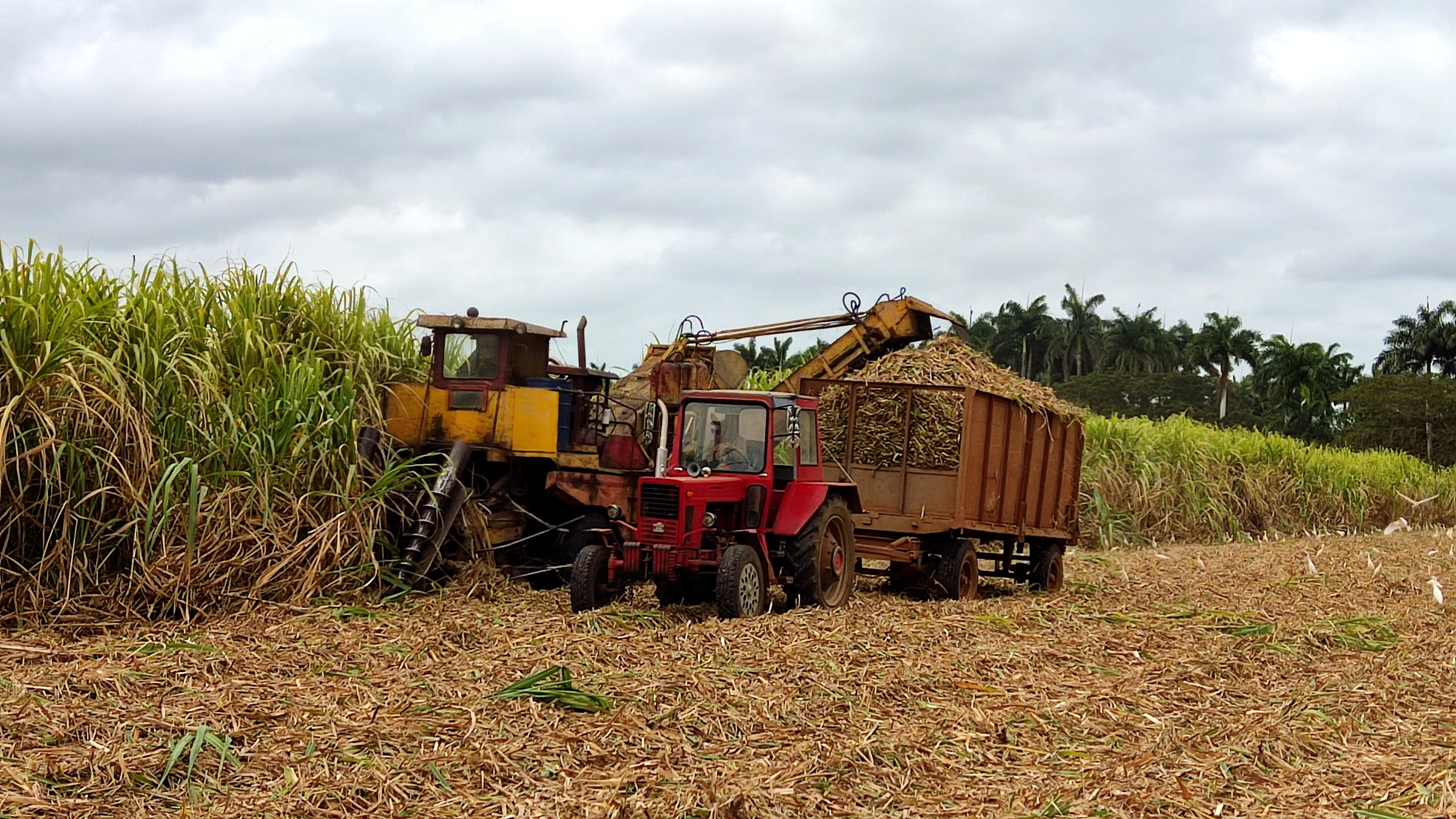 Impulsan zafra en Quemado de Güines en medio de desafíos económicos