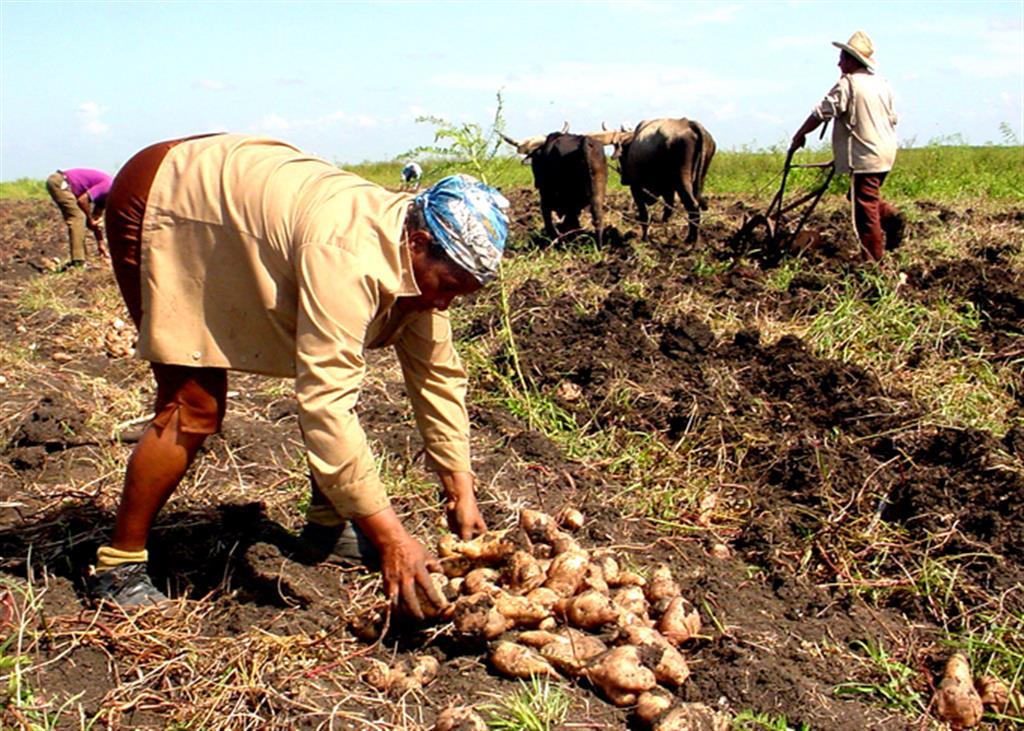Organización campesina cubana debatirá sobre producción alimentaria