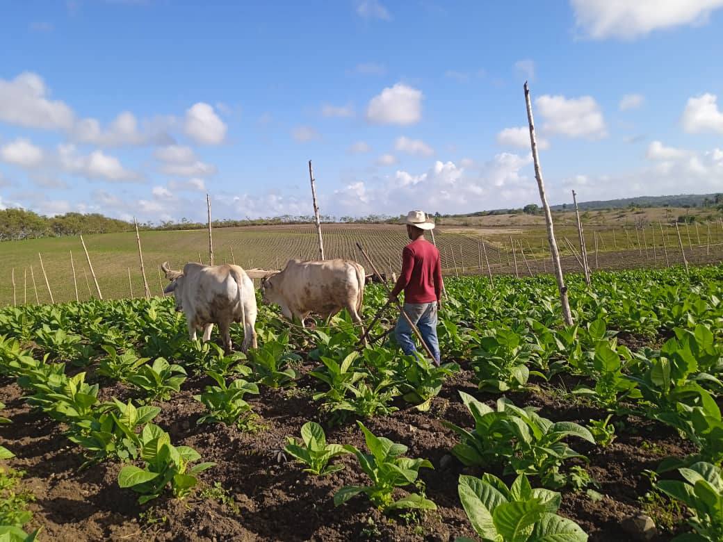 En la central provincia de Villa Clara se redoblan los esfuerzos para aumentar la producción del mejor tabaco del mundo.  