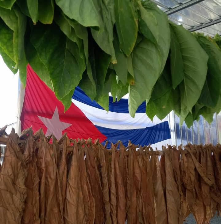 En la central provincia de Villa Clara se redoblan los esfuerzos para aumentar la producción del mejor tabaco del mundo.  