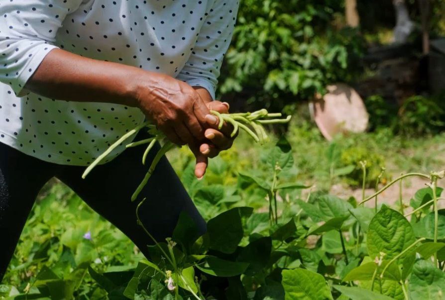 Proyecto NAE lanza nueva convocatoria para mipymes agroalimentarias en Cuba