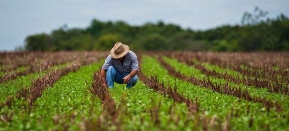 Continúa proceso de contratación agropecuaria para 2026 en Encrucijada
