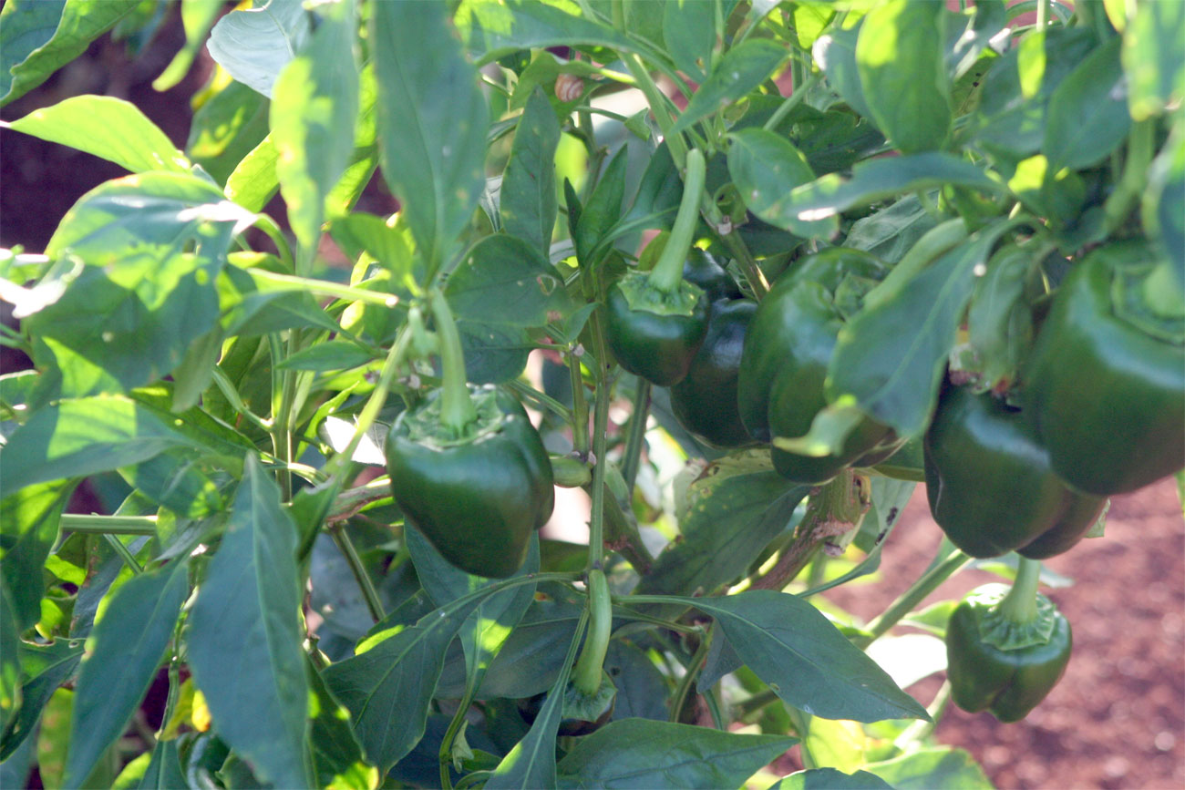 Promueve Villa Clara la producción agropecuaria rural